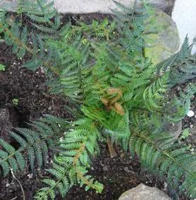 Artificial New Zealand Fern